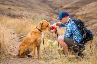 photographing rescue dogs