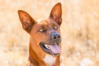 photographing rescue dogs