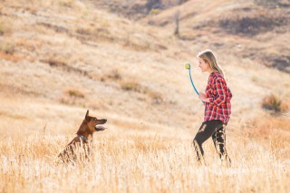 photographing rescue dogs