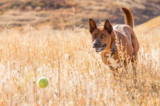 photographing rescue dogs