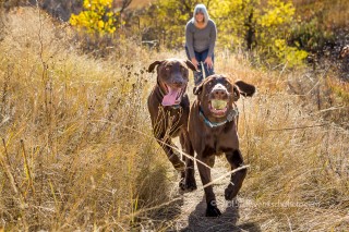 photographing rescue dogs