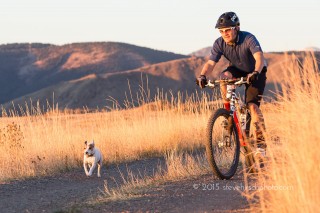 photographing rescue dogs