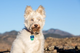 photographing rescue dogs