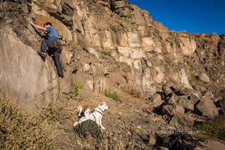 photographing rescue dogs